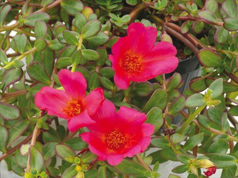 photo of flower to be used as: Pot, bedding, patio, basket Portulaca Electric Cerise Red®