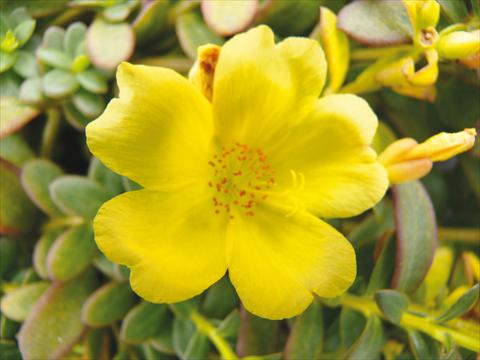 photo of flower to be used as: Pot, bedding, patio, basket Portulaca Electric Lemon®
