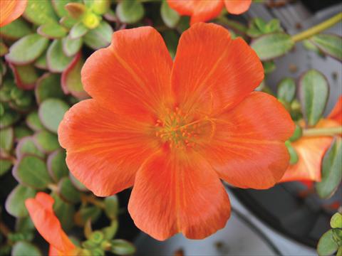 photo of flower to be used as: Pot, bedding, patio, basket Portulaca Electric Orange®