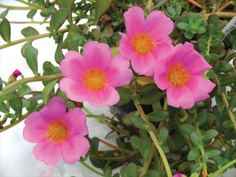 photo of flower to be used as: Pot, bedding, patio, basket Portulaca Electric Pink®
