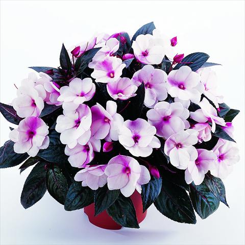 photo of flower to be used as: Bedding pot or basket Impatiens N. Guinea RED FOX Petticoat Pink Eye