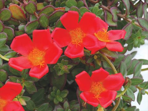 photo of flower to be used as: Pot, bedding, patio, basket Portulaca Electric Red®