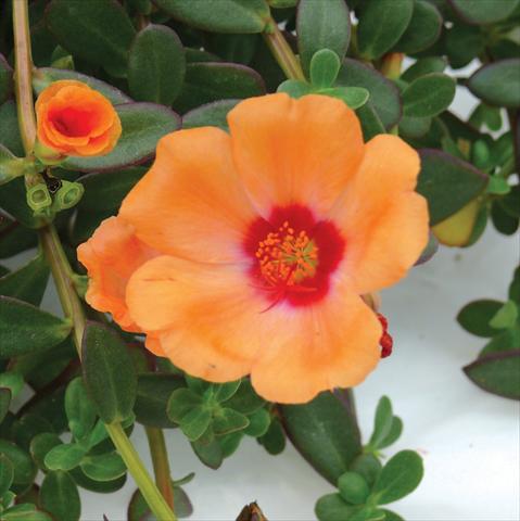 photo of flower to be used as: Pot, bedding, patio, basket Portulaca Electric Salmon®
