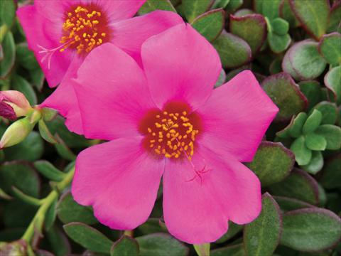 photo of flower to be used as: Pot, bedding, patio, basket Portulaca Electric Violet®