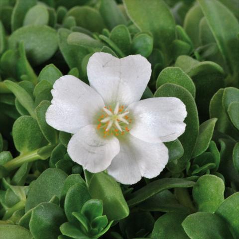 photo of flower to be used as: Pot, bedding, patio, basket Portulaca Electric White®