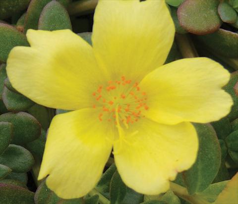 photo of flower to be used as: Pot, bedding, patio, basket Portulaca Electric Yellow®