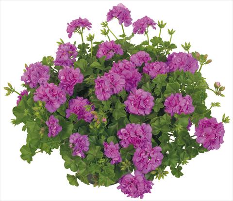 photo of flower to be used as: Pot, patio, basket Pelargonium peltatum Universe Compact Alpha Leonis®