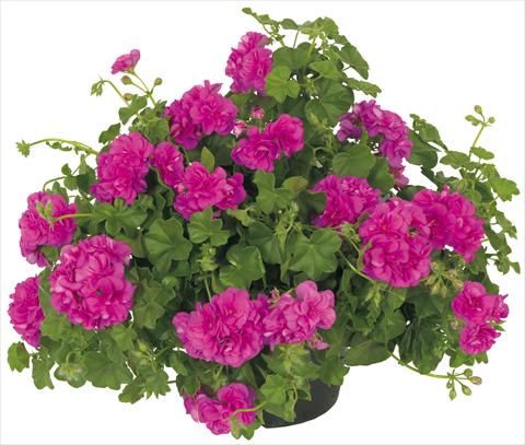 photo of flower to be used as: Pot, patio, basket Pelargonium peltatum Universe Compact Chamaleon®