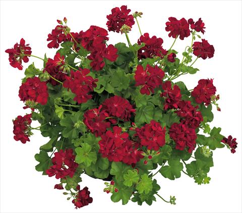 photo of flower to be used as: Pot, patio, basket Pelargonium peltatum Universe Compact Nekkar®
