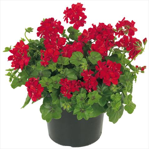 photo of flower to be used as: Pot, patio, basket Pelargonium peltatum Universe Ursa Major®