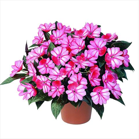 photo of flower to be used as: Pot and bedding Impatiens N. Guinea RED FOX Petticoat Red Star