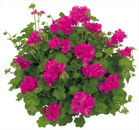 photo of flower to be used as: Pot, patio, basket Pelargonium peltatum Universe Ursa Minor®