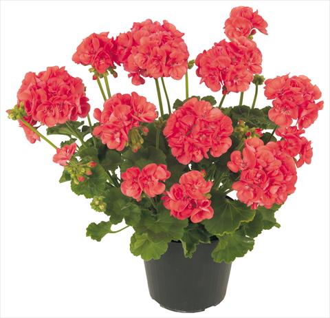 photo of flower to be used as: Patio, pot Pelargonium zonale Solar Light Ambrosia®