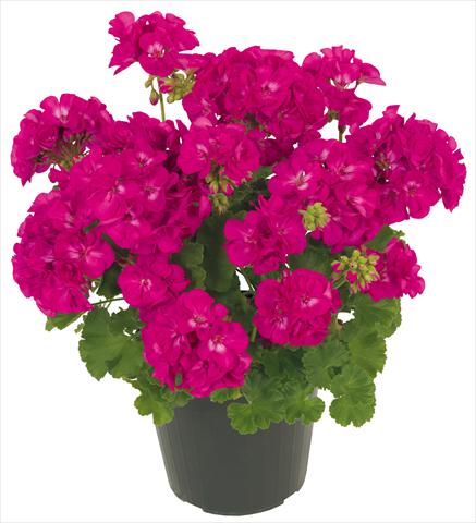 photo of flower to be used as: Patio, pot Pelargonium zonale Solar Light Maia®