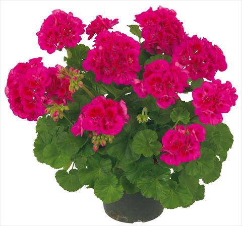 photo of flower to be used as: Patio, pot Pelargonium zonale Solar Light Mintaka®