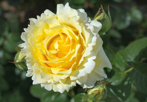 photo of flower to be used as: Pot and bedding Rosa rampicante GP Cyrano de Bergerac®