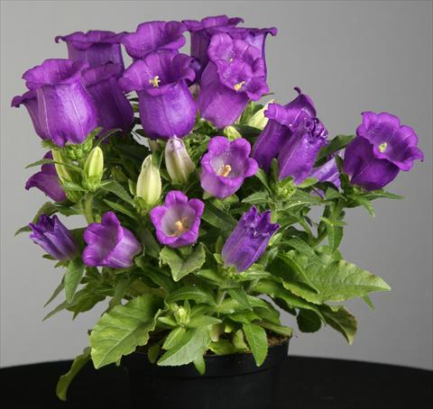 photo of flower to be used as: Pot and bedding Campanula medium Appeal Deep Blue