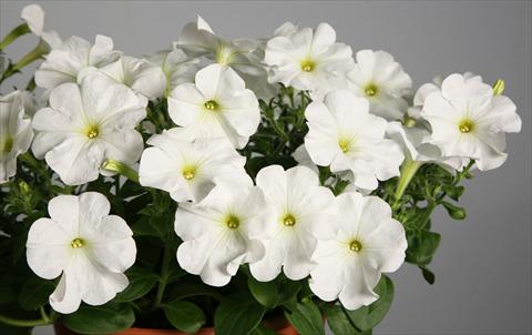 photo of flower to be used as: Pot, patio, basket Petunia Explorer Clear White
