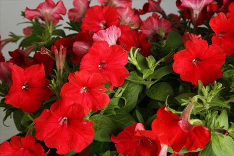 photo of flower to be used as: Pot, patio, basket Petunia Explorer Scarlet
