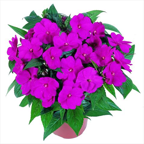photo of flower to be used as: Bedding pot or basket Impatiens N. Guinea RED FOX Petticoat Hot Rose