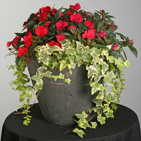 photo of flower to be used as: Pot and bedding Impatiens hybrida SunPatiens® Compact Spreading Carmine Red