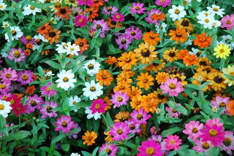 photo of flower to be used as: Pot and bedding Zinnia interspecifica Profusion