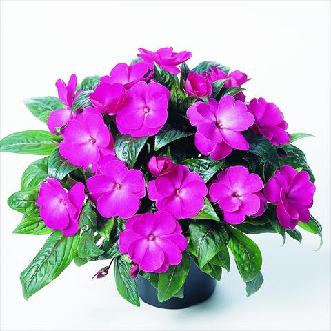 photo of flower to be used as: Bedding pot or basket Impatiens N. Guinea RED FOX Petticoat Pink Charme
