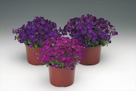 photo of flower to be used as: Bedding / border plant Aubrieta hybrida Audrey™ F1 Red Purple Mix