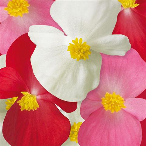 photo of flower to be used as: Bedding / border plant Begonia semperflorens Ascot F1 Complete Mix