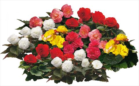 photo of flower to be used as: Pot and bedding Begonia tuberosa Swift mix