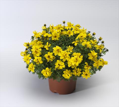 photo of flower to be used as: Pot, patio, basket Bidens ferulifolia Solaire® Double Compact