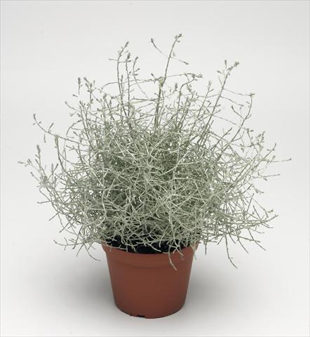 photo of flower to be used as: Pot and bedding Calocephalus brownii Silver Improved