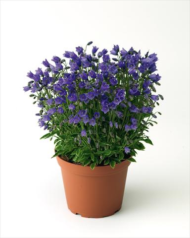 photo of flower to be used as: Bedding / border plant Campanula cochleariifolia Swinging Bells Blue