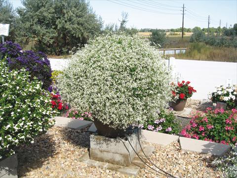 photo of flower to be used as: Bedding / border plant Euphorbia hypericifolia Euphoric White