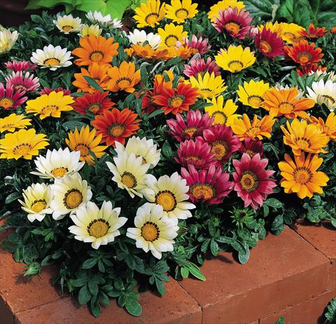 photo of flower to be used as: Pot and bedding Gazania rigens Kiss F1 mix