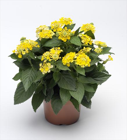 photo of flower to be used as: Pot, bedding, patio Lantana camara Bandana® Yellow