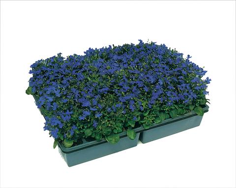 photo of flower to be used as: Pot, patio, basket Lobelia erinus Moon Blue