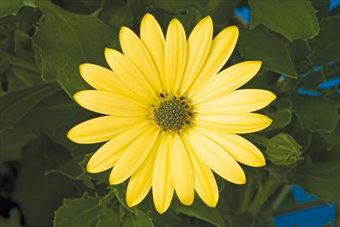 photo of flower to be used as: Pot and bedding Osteospermum ecklonis Tradewinds® Yellow