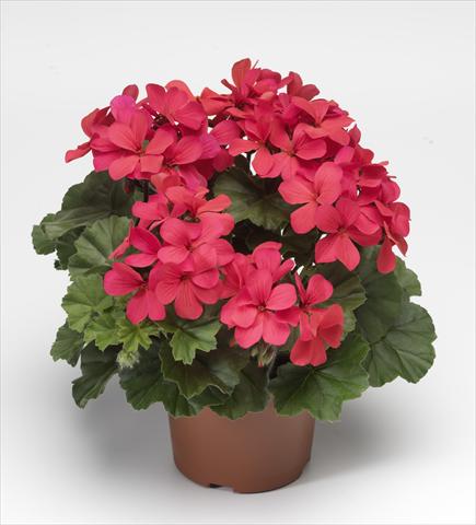 photo of flower to be used as: Patio, pot Pelargonium hybrid Dark Caliente® Hot Coral