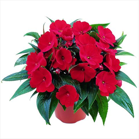 photo of flower to be used as: Pot and bedding Impatiens N. Guinea RED FOX Sweetie Fire