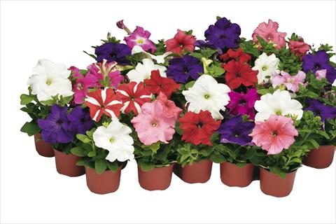 photo of flower to be used as: Pot and bedding Petunia grandiflora Bravo® Formula Mix