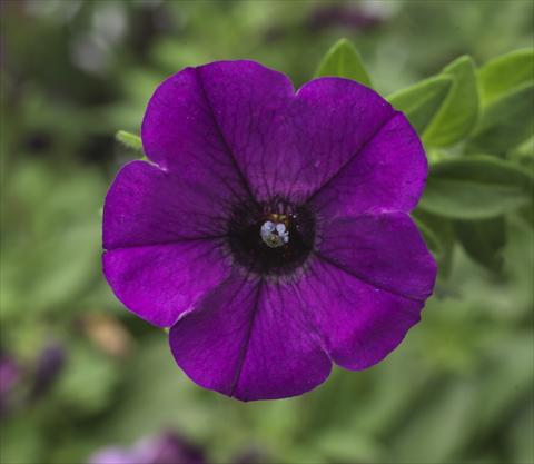 photo of flower to be used as: Pot, patio, basket Petunia hybrida Sanguna® Mini Blue