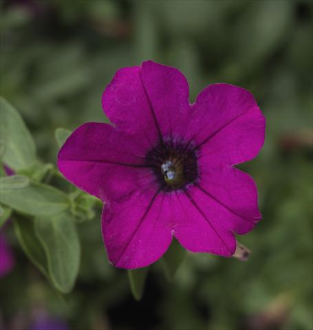 photo of flower to be used as: Pot, patio, basket Petunia hybrida Sanguna® Mini Purple