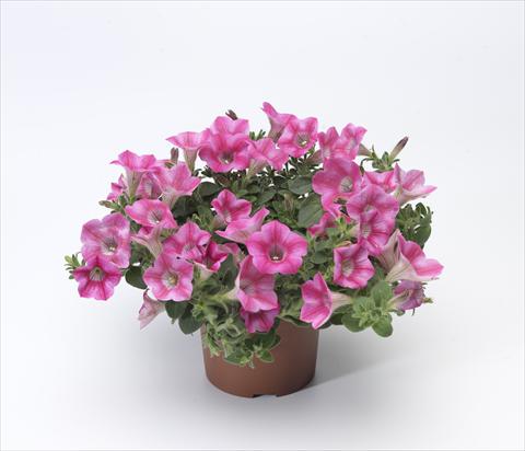photo of flower to be used as: Pot, patio, basket Petunia hybrida Whispers® Rose Star