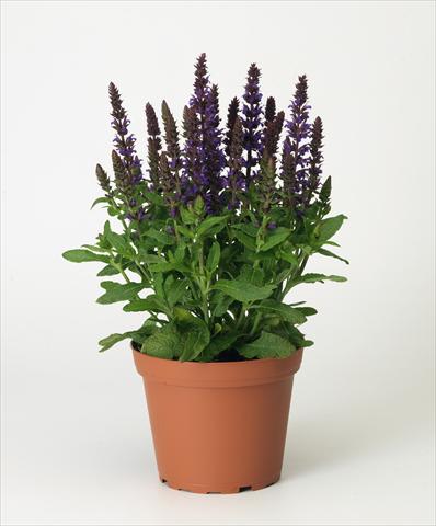 photo of flower to be used as: Pot and bedding Salvia x superba Merleau® Blue compact