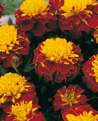 photo of flower to be used as: Pot and bedding Tagetes patula Nana Aton Spry