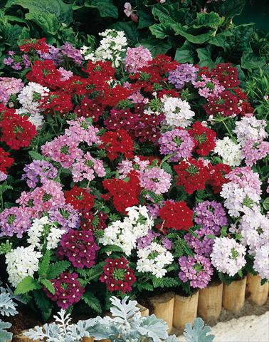 photo of flower to be used as: Pot, patio, basket Verbena hybrida Obsession® Formula Mix