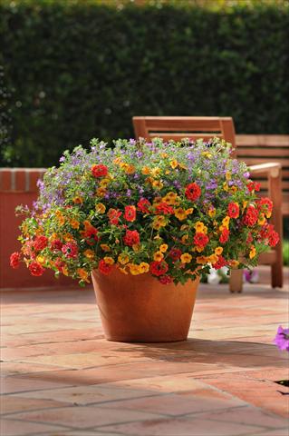 photo of flower to be used as: Pot, patio, basket 3 Combo Trixi® Ayers Rock