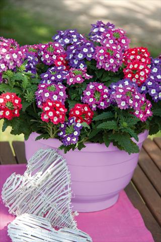 photo of flower to be used as: Pot, patio, basket 3 Combo Trixi® Big Eye