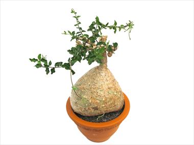 photo of flower to be used as: Pot Cactus Caudex fockea edulus
